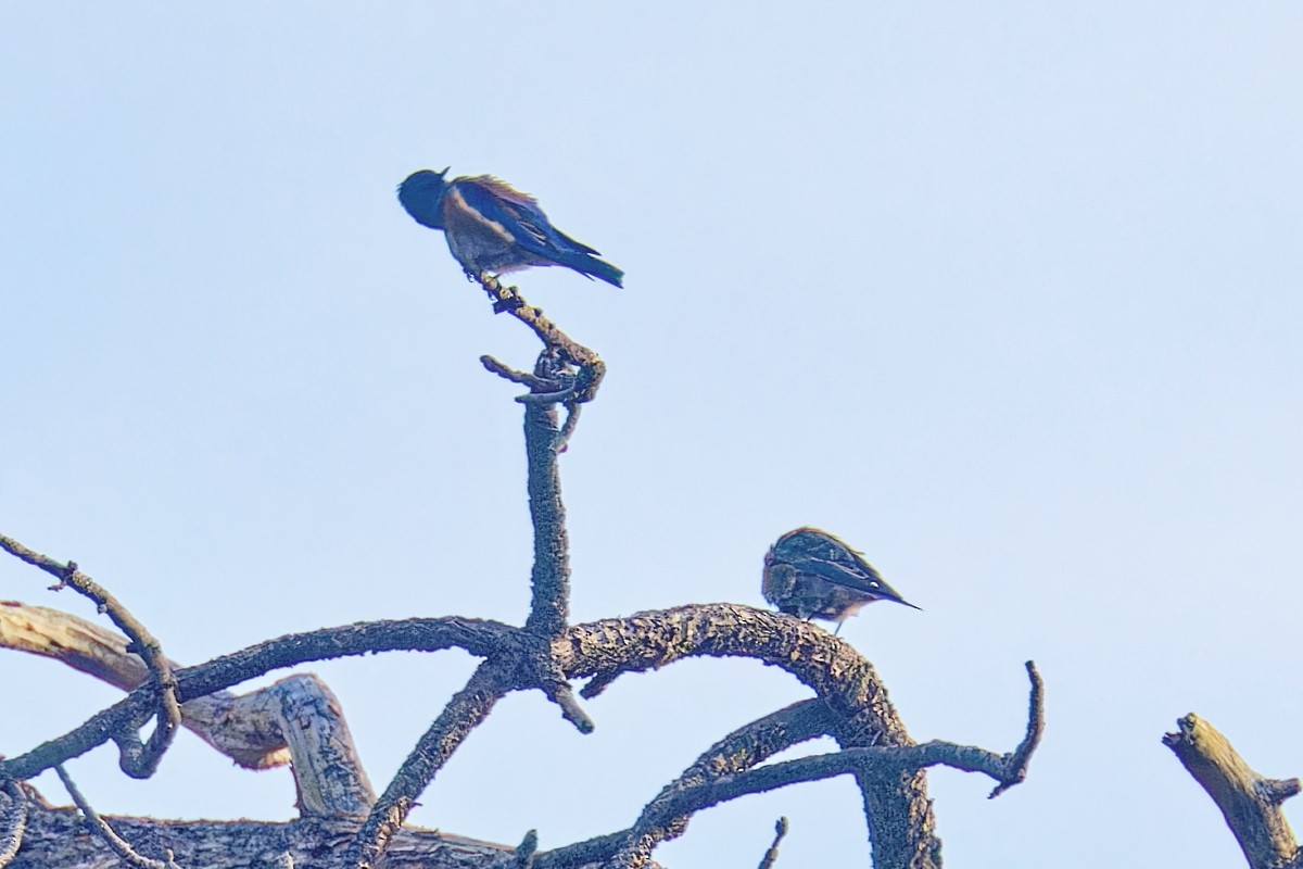 vestblåfugl - ML647003204