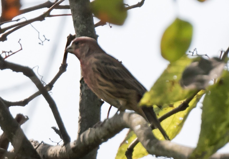 House Finch - ML647003205
