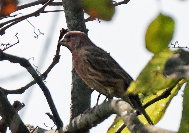 House Finch - ML647003206