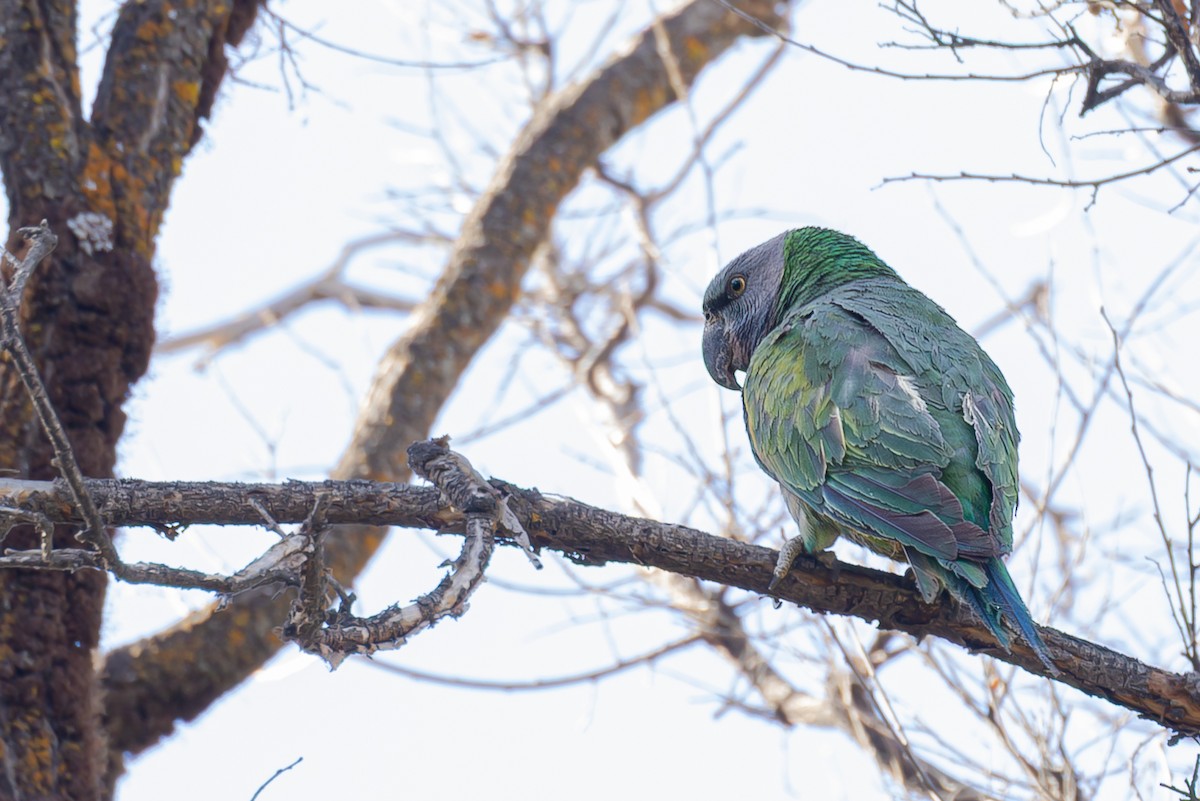 Derbyan Parakeet - ML647003208
