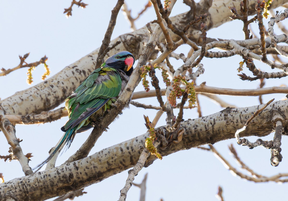 Derbyan Parakeet - ML647003209