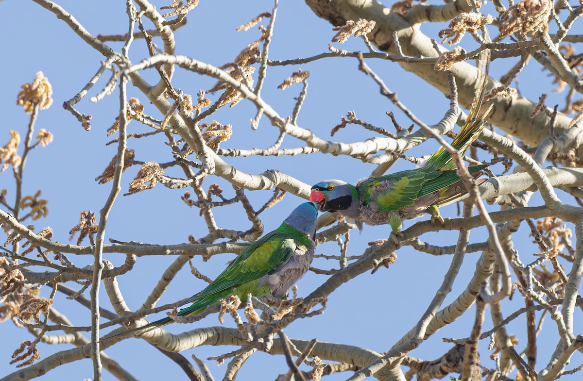 Derbyan Parakeet - ML647003210