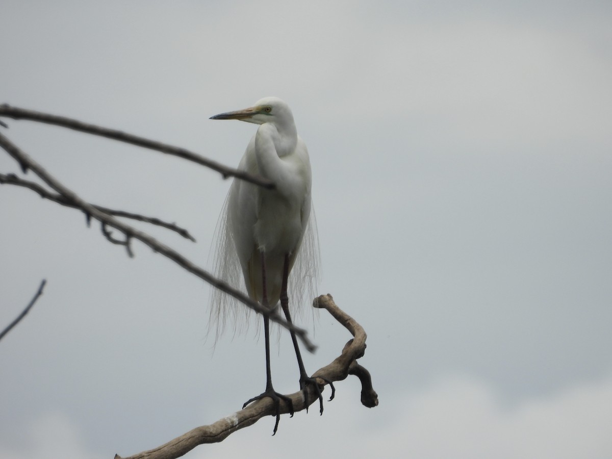 Great Egret - ML647003211