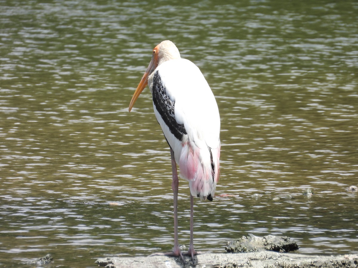 Painted Stork - ML647003213