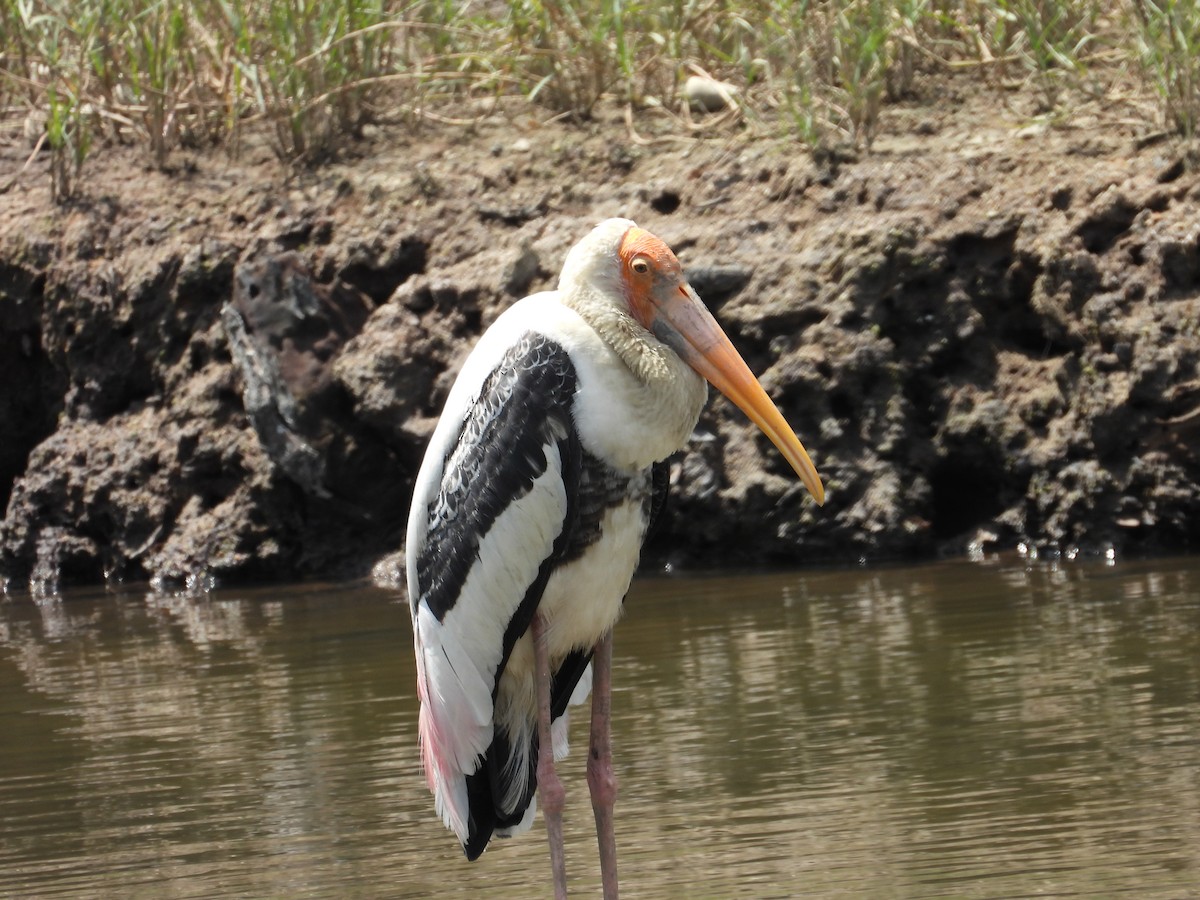 Painted Stork - ML647003214