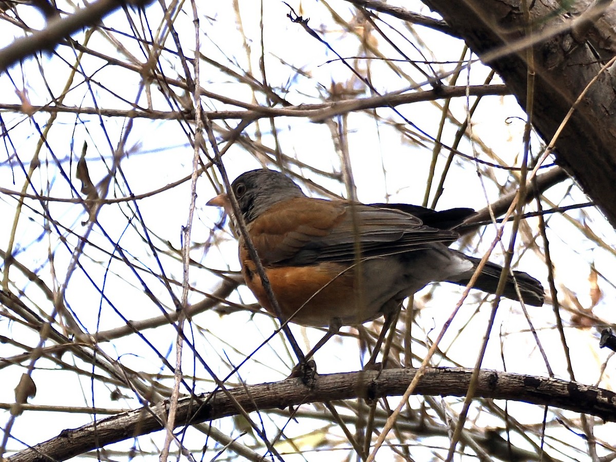 Rufous-backed Robin - ML647003215