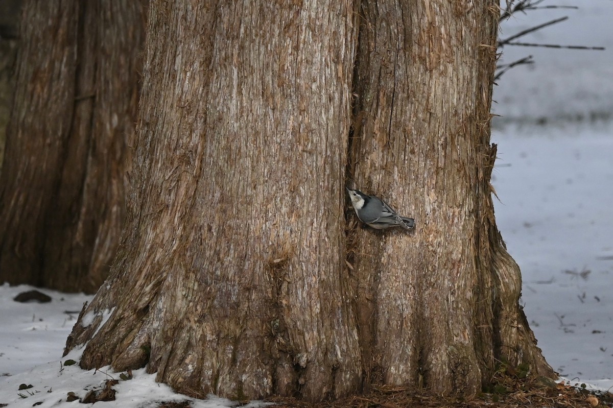 Sittelle à poitrine blanche - ML647003226