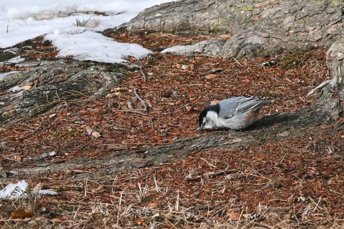 Sittelle à poitrine blanche - ML647003227