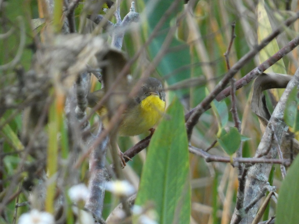 Common Yellowthroat - ML647003228