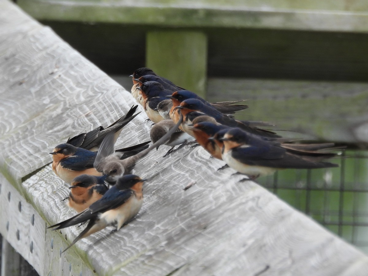 Ластівка сільська - ML647003231