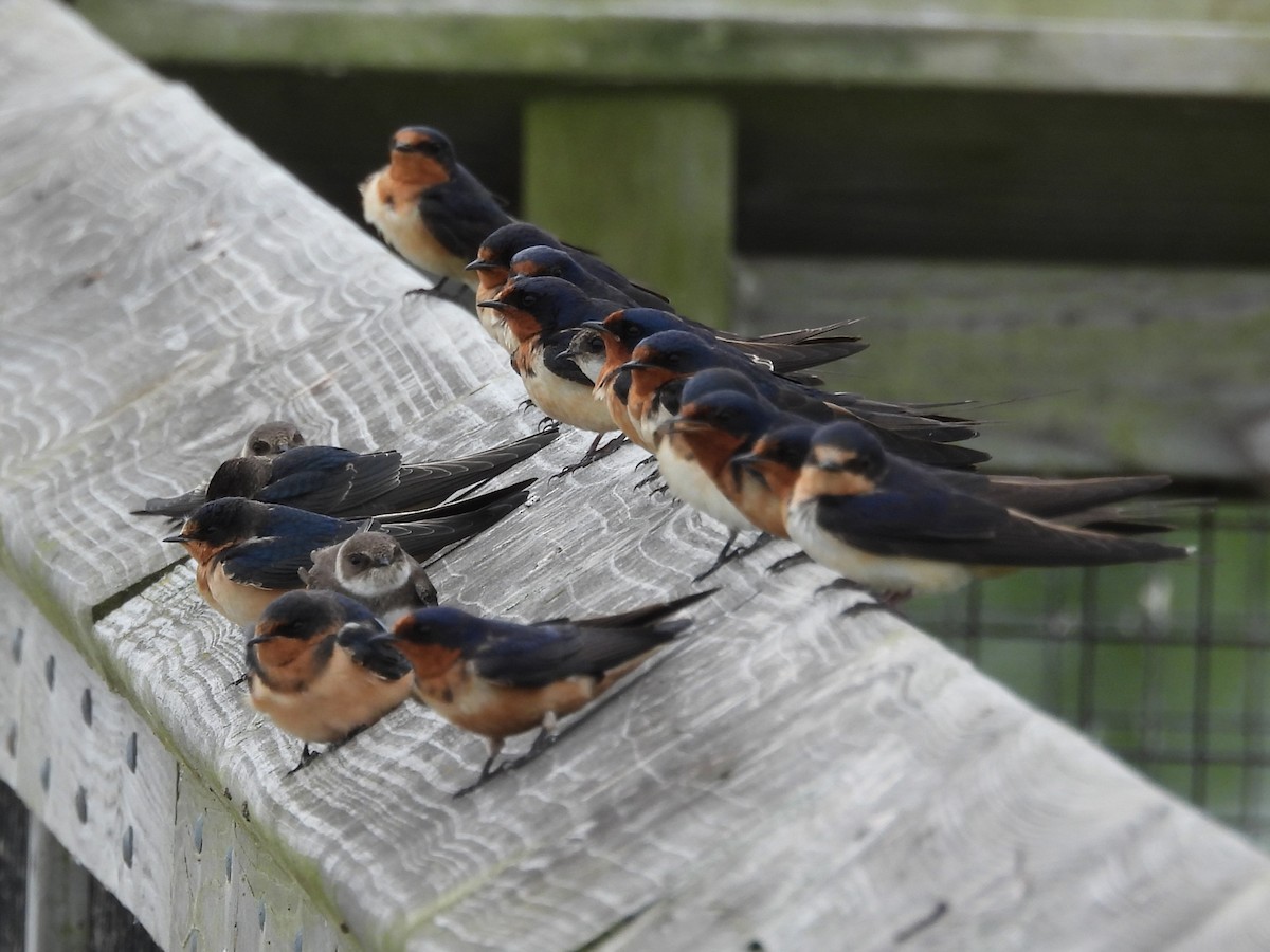 Ластівка сільська - ML647003232