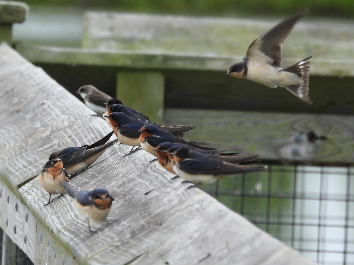 Ластівка сільська - ML647003233