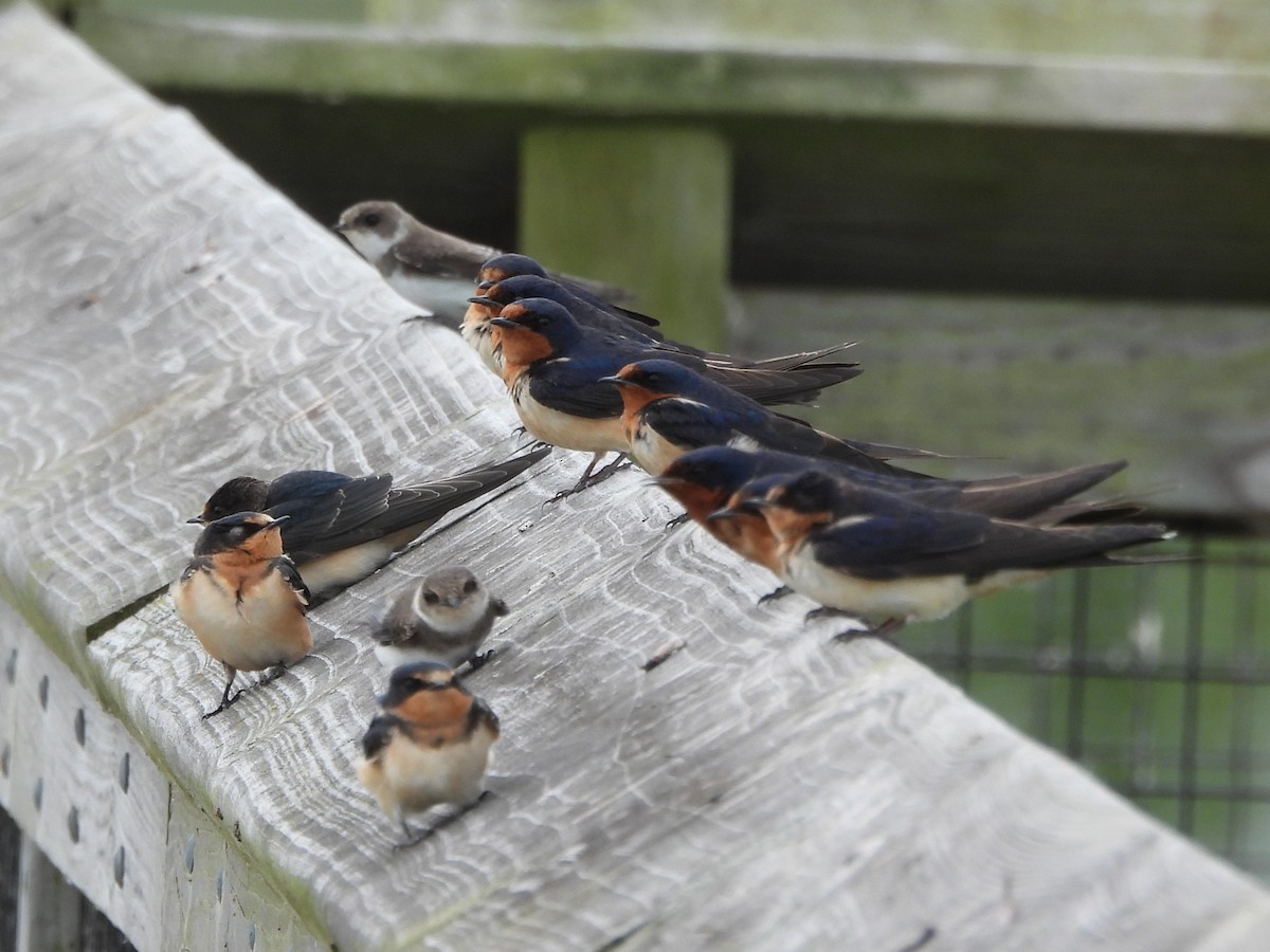 Ластівка сільська - ML647003234