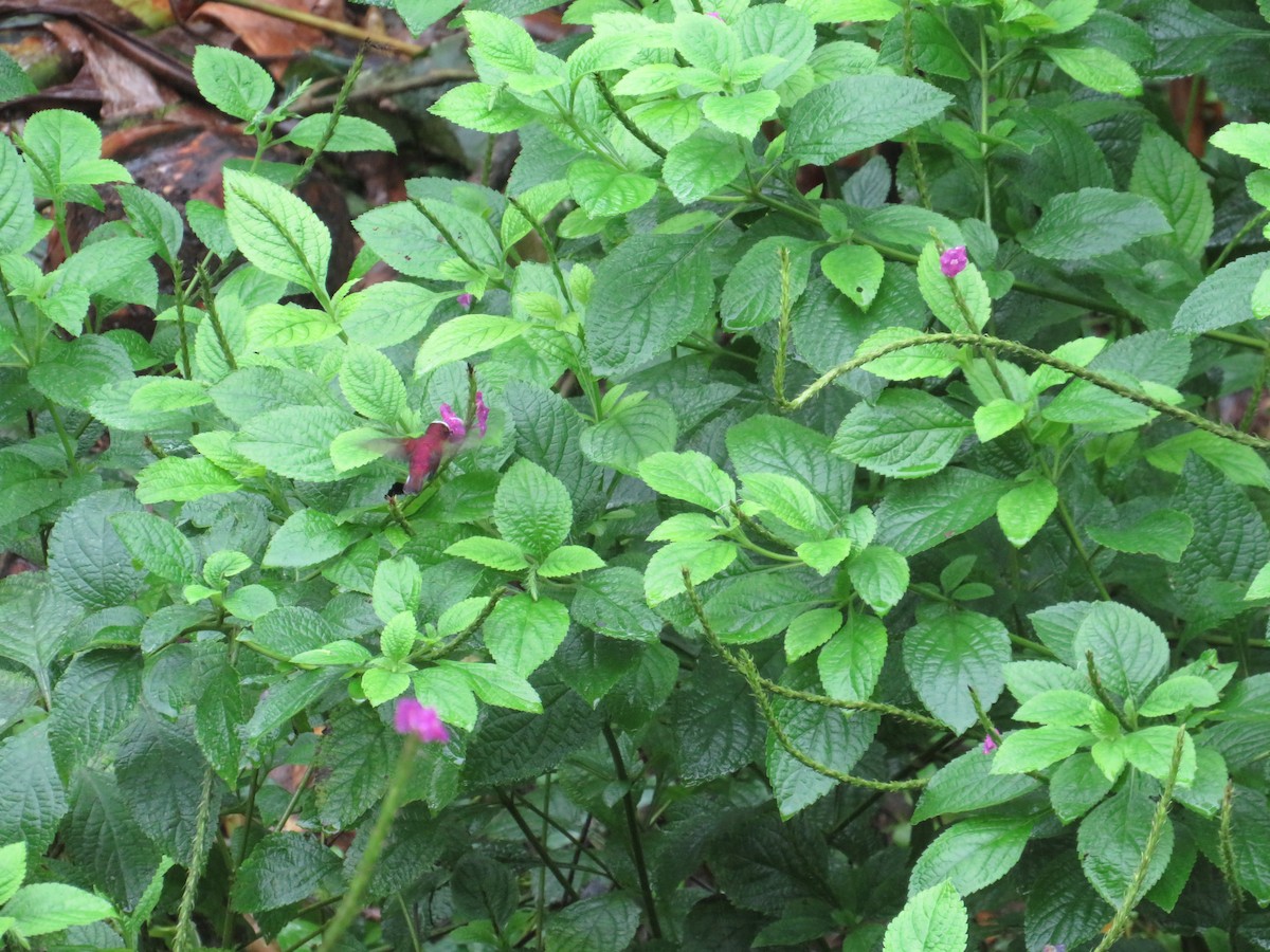 Colibrí Coroniblanco - ML647003236