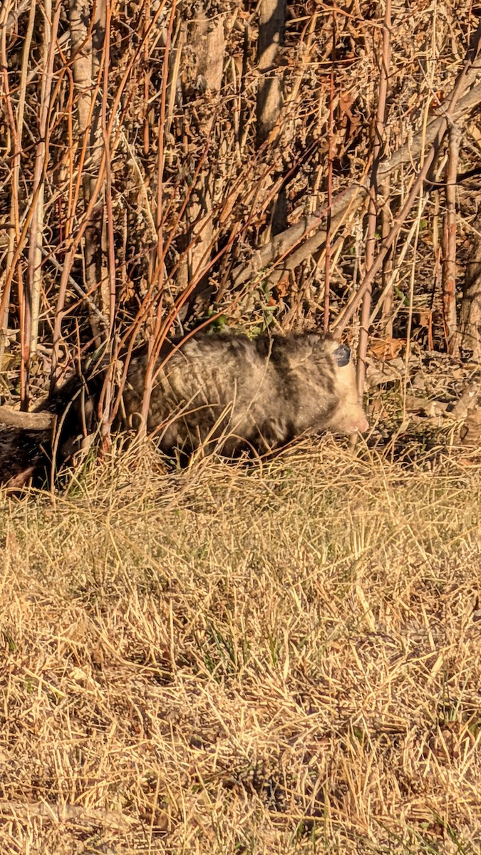 Virginia Opossum - ML647003237