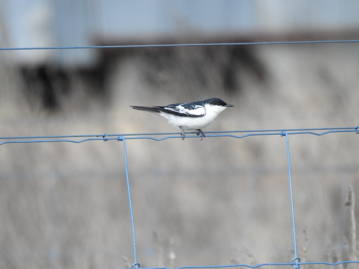 White-winged Triller - ML647003241