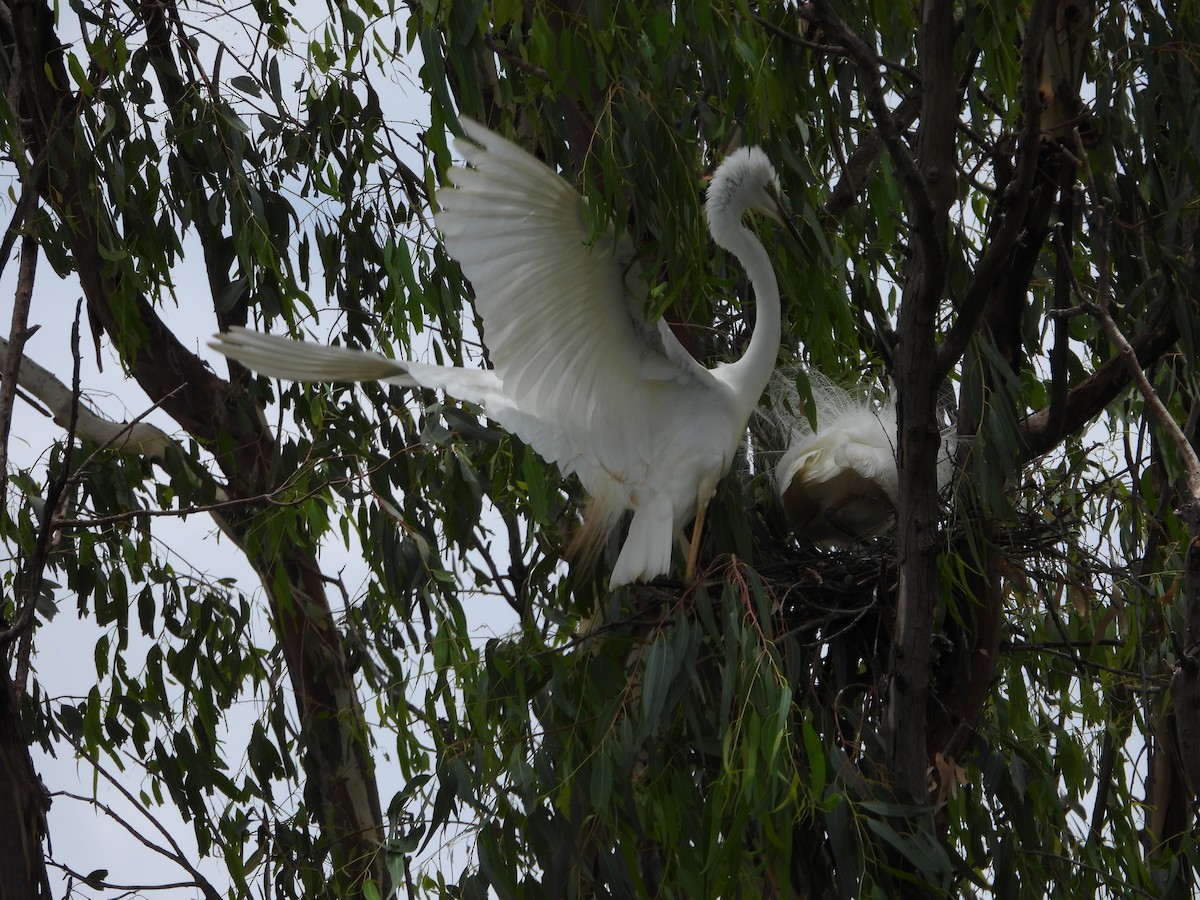 Great Egret - ML647003242