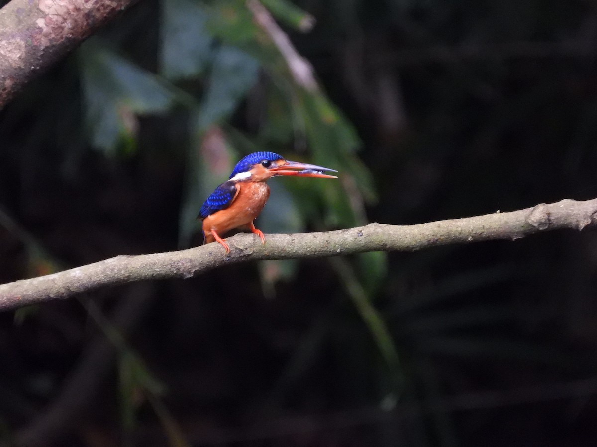 Рибалочка темно-синій - ML647003243