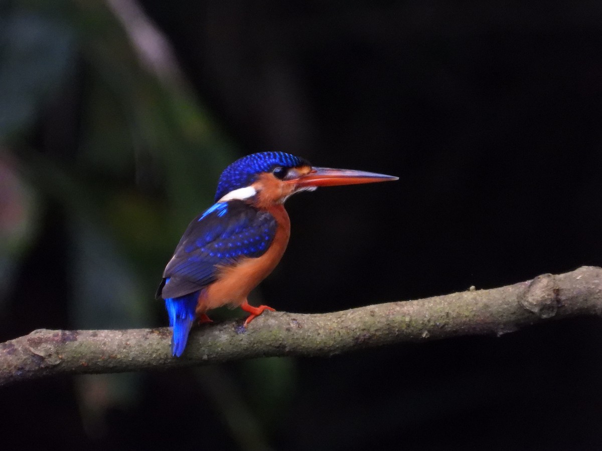 Рибалочка темно-синій - ML647003244