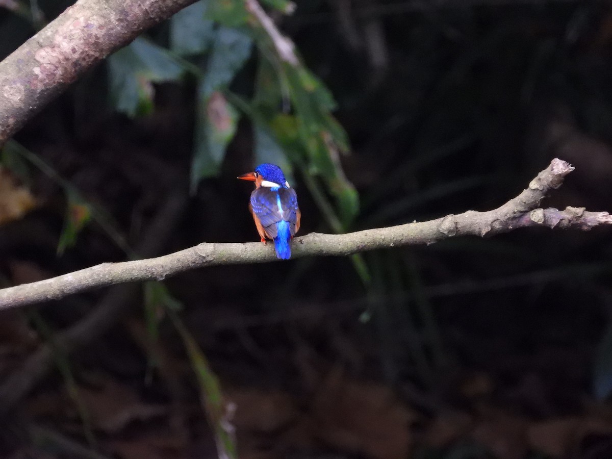 Рибалочка темно-синій - ML647003245