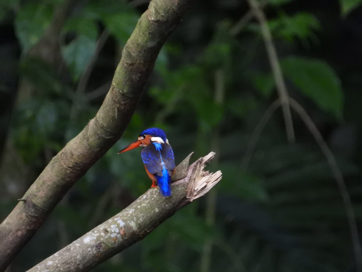 Рибалочка темно-синій - ML647003246