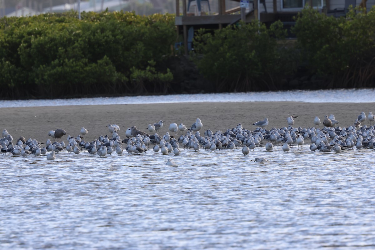 ワライカモメ - ML647003253