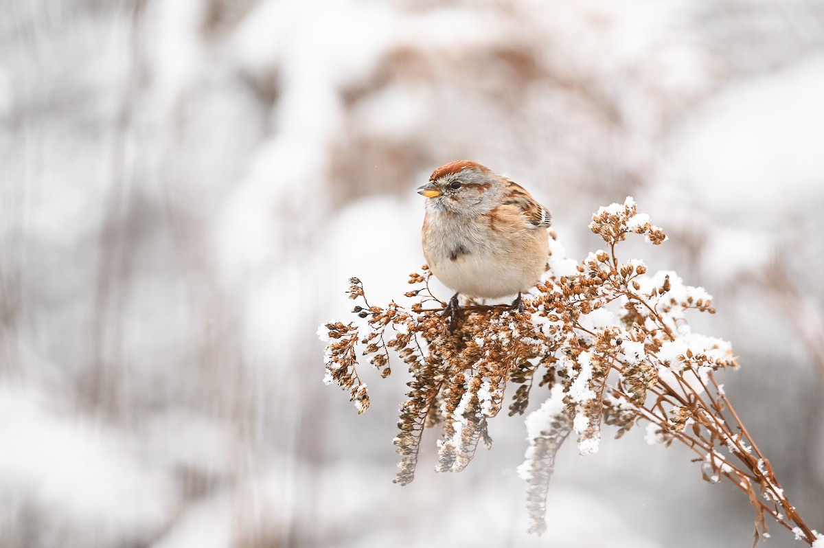 American Tree Sparrow - ML647003254