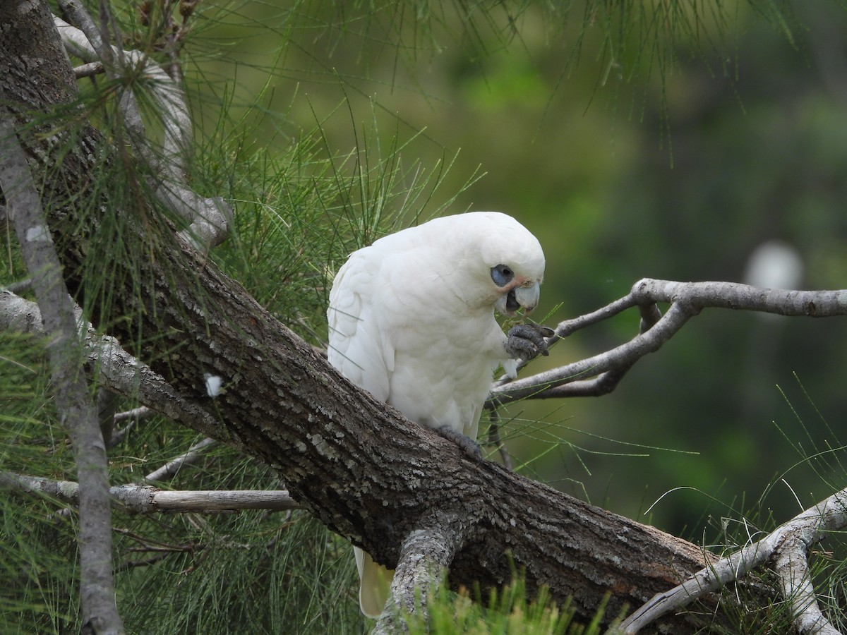 Little Corella - ML647003255