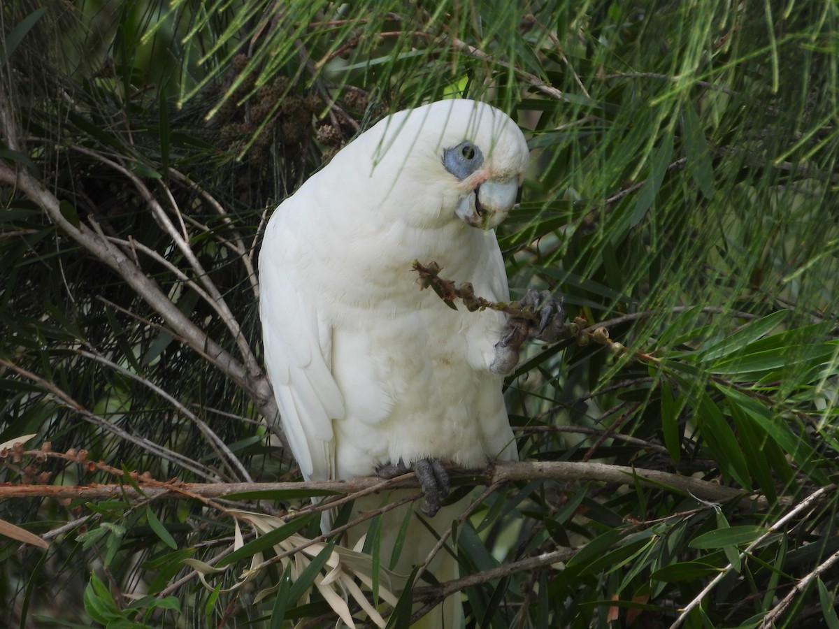 Little Corella - ML647003257
