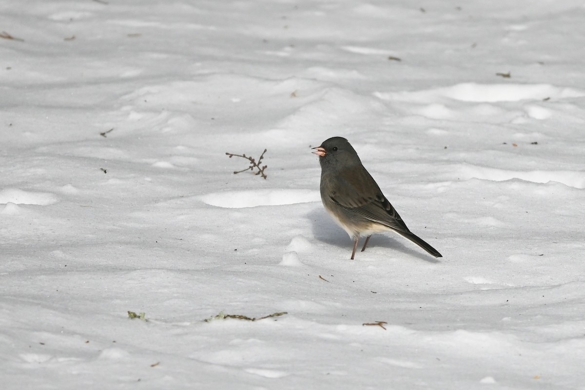 Dark-eyed Junco - ML647003260