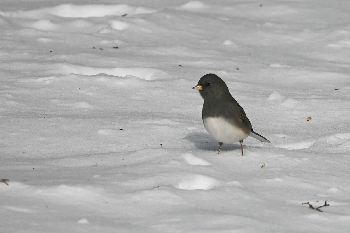 Dark-eyed Junco - ML647003261