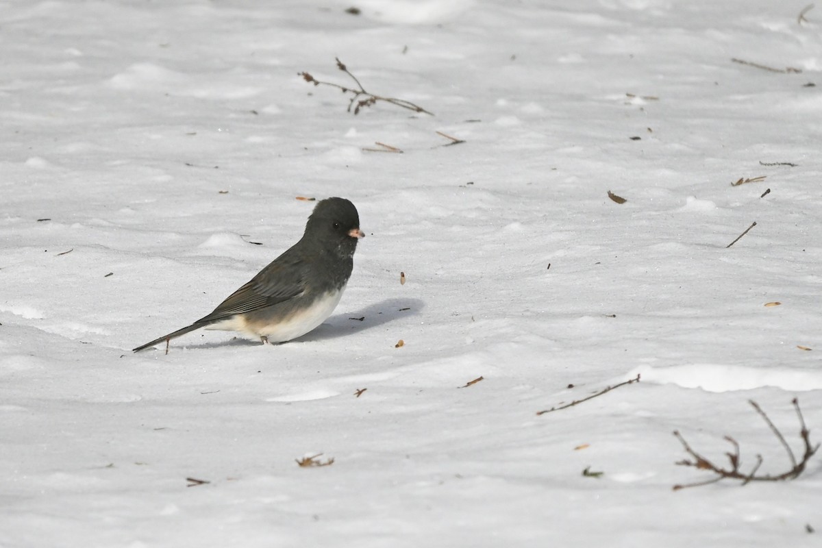 Dark-eyed Junco - ML647003262