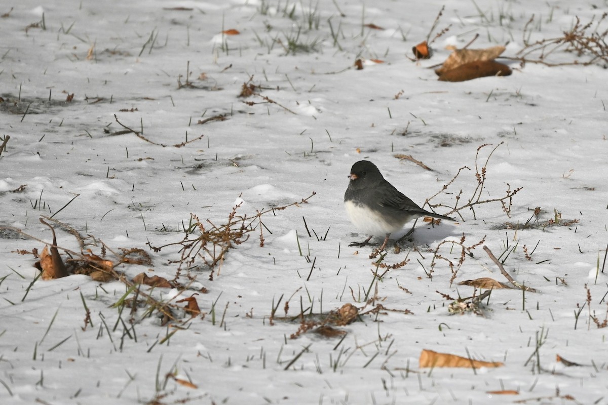 Dark-eyed Junco - ML647003263