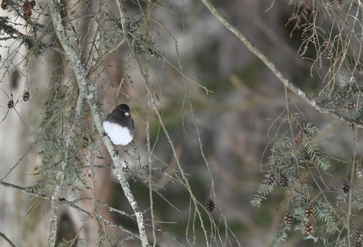 Dark-eyed Junco - ML647003264