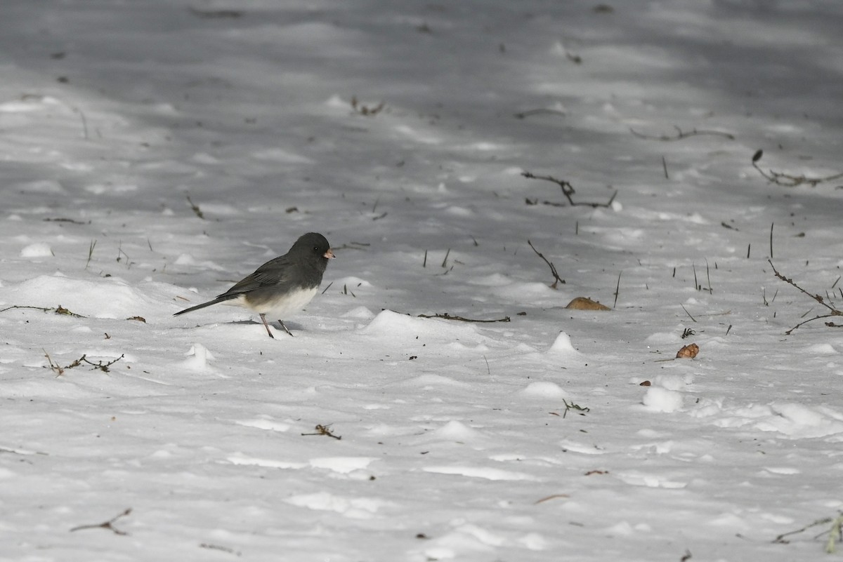 Dark-eyed Junco - ML647003265