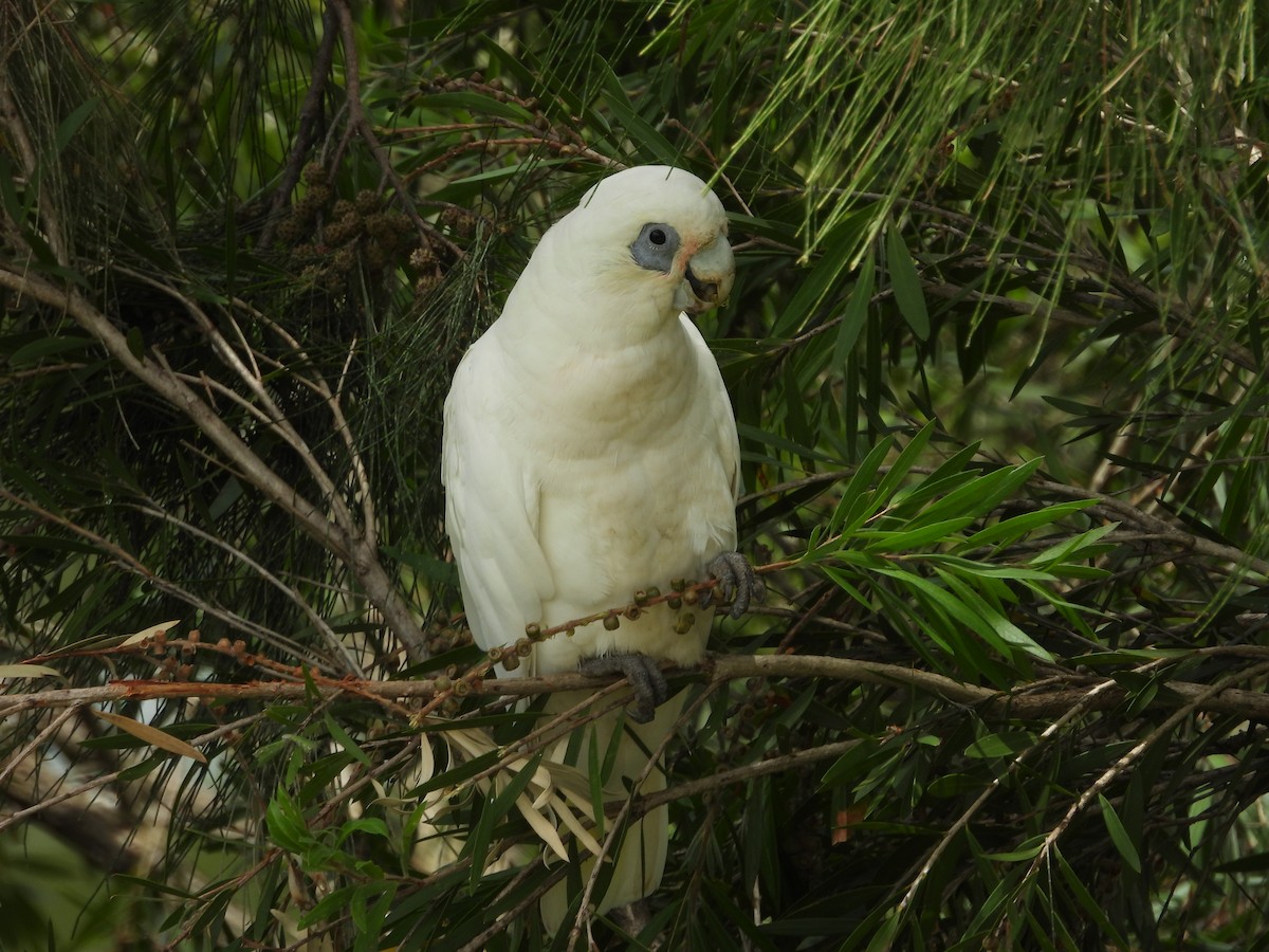 Little Corella - ML647003266
