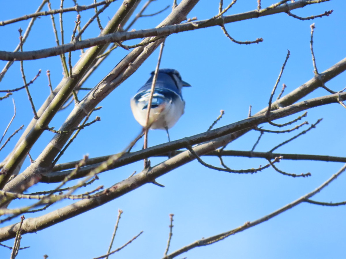 Mavi Karga - ML647003270