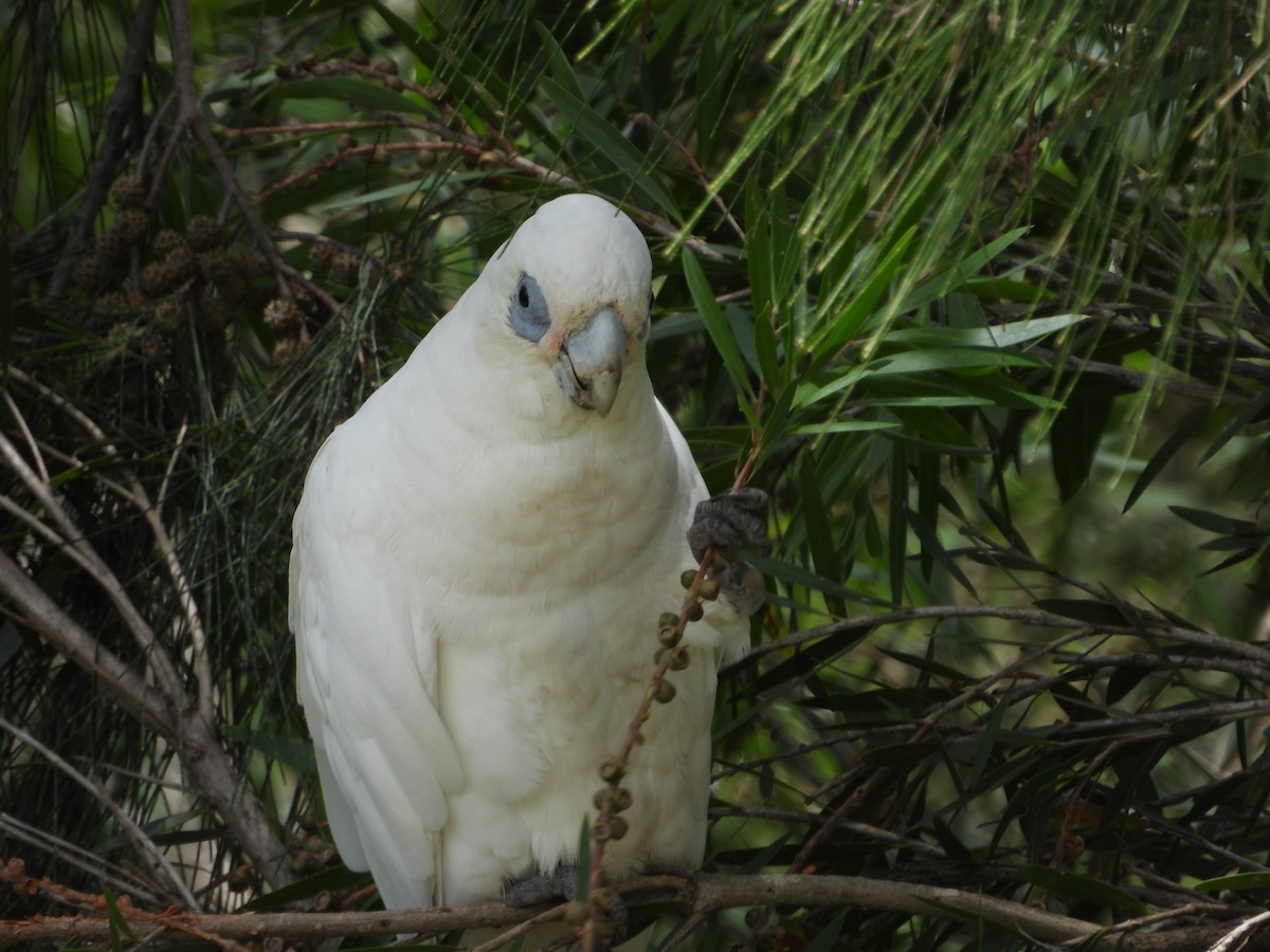 Little Corella - ML647003271