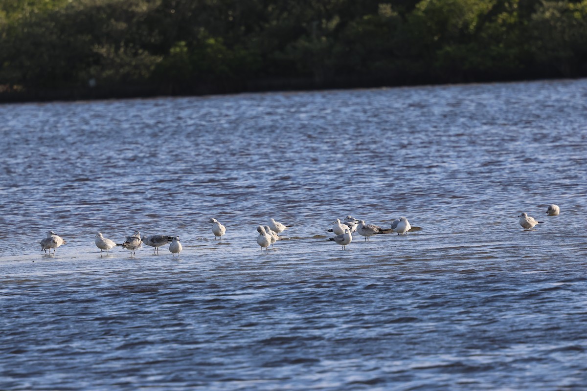 クロワカモメ - ML647003272