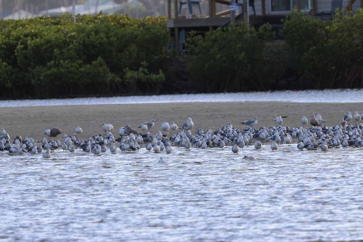 クロワカモメ - ML647003273