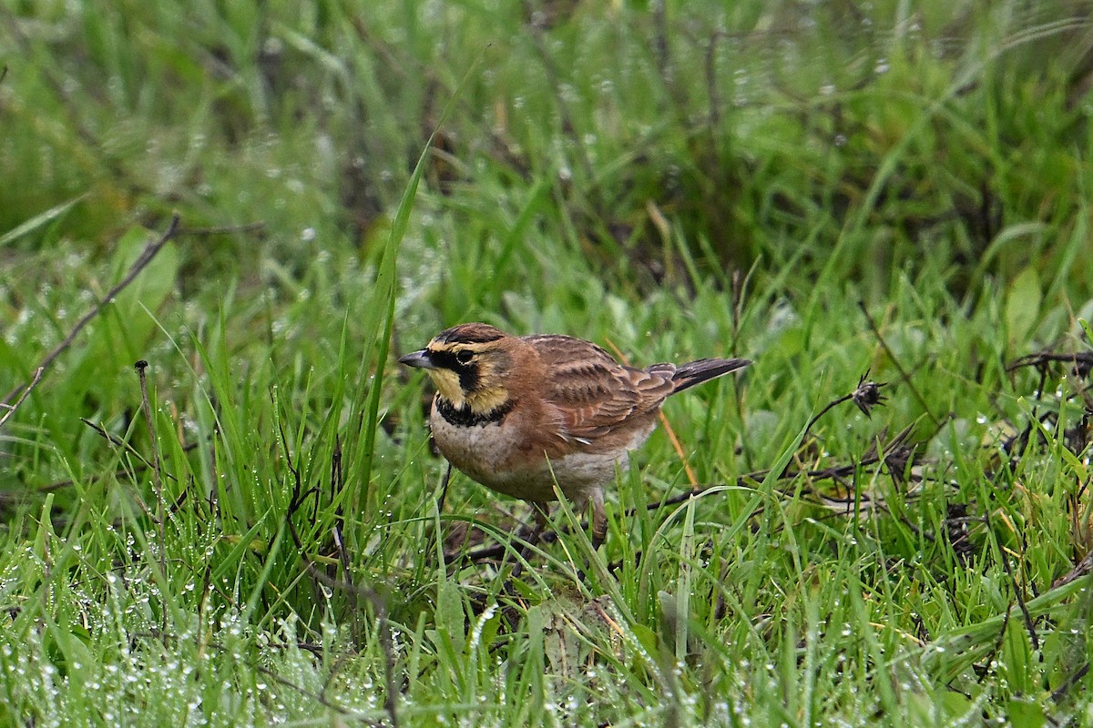 Рогатый жаворонок - ML647003277