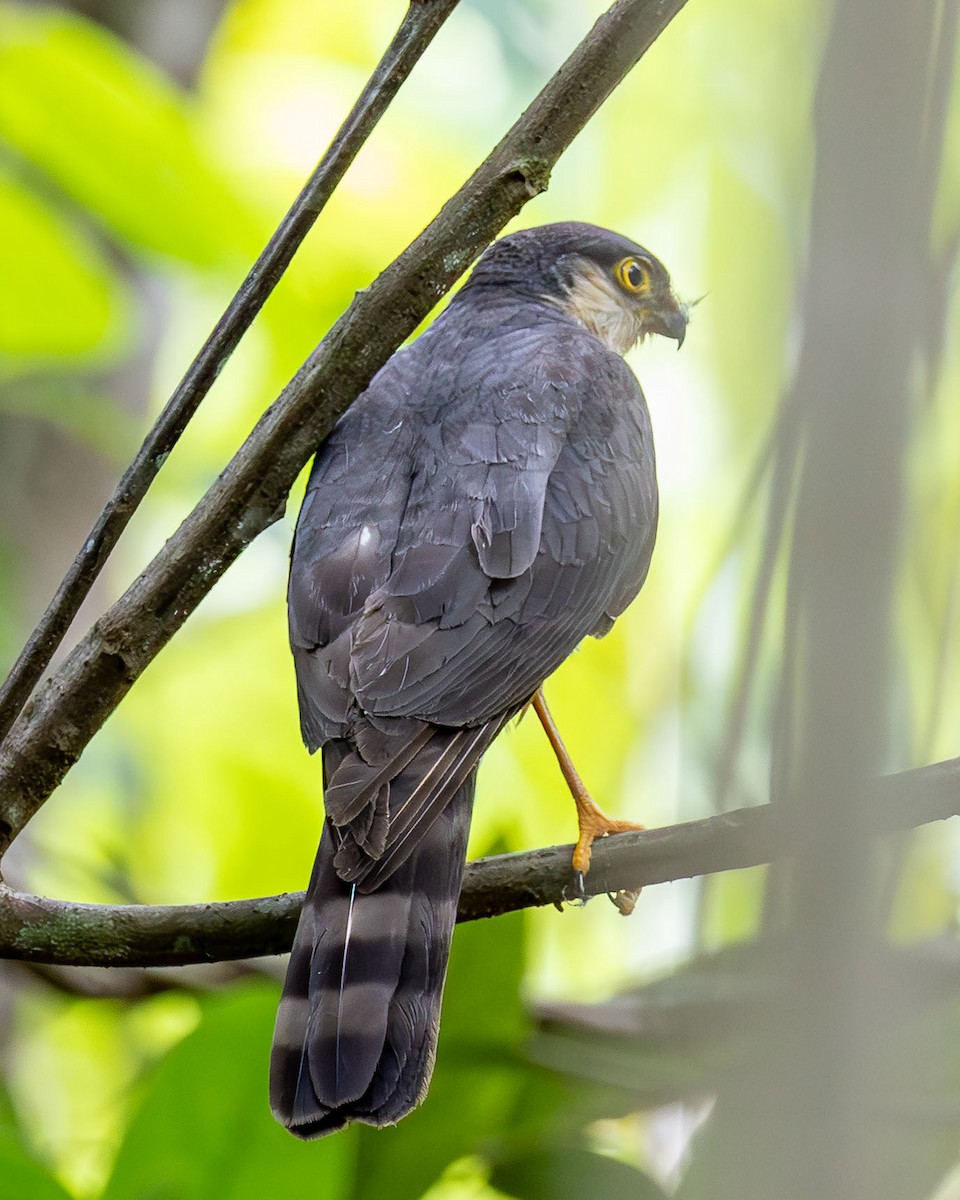Sharp-shinned Hawk - ML647003281