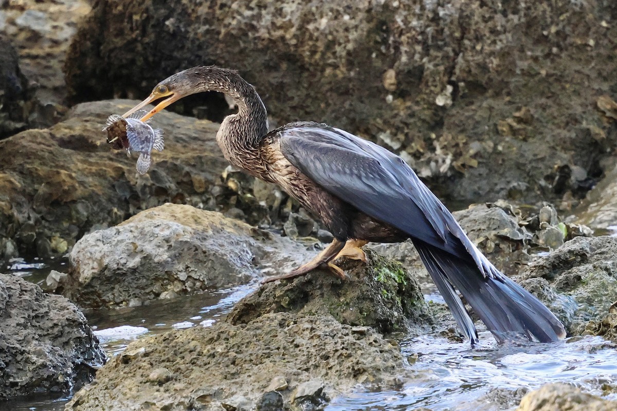 アメリカヘビウ - ML647003284