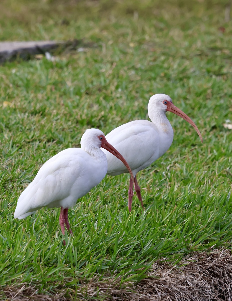 シロトキ - ML647003289