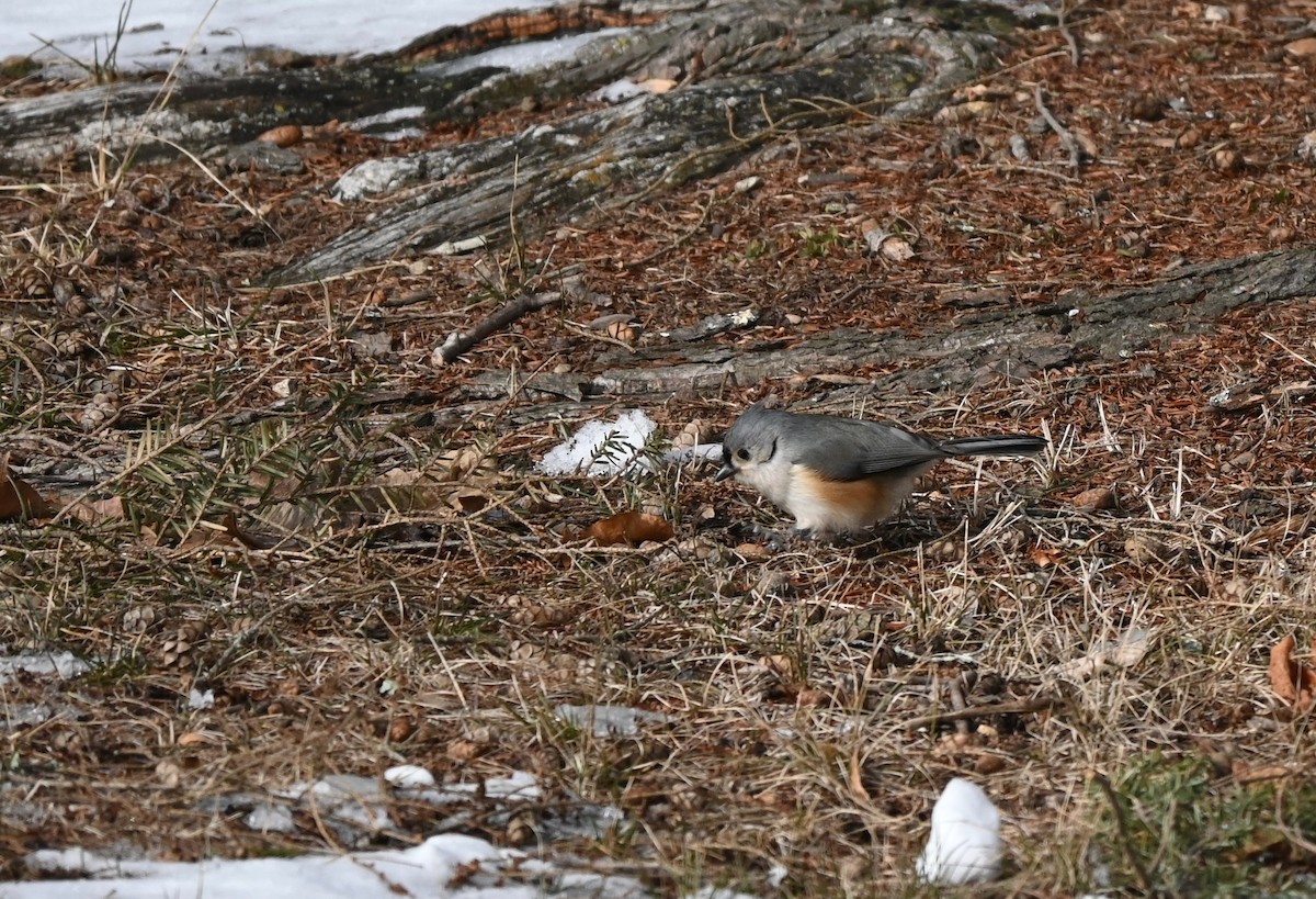 gråduskmeis - ML647003290