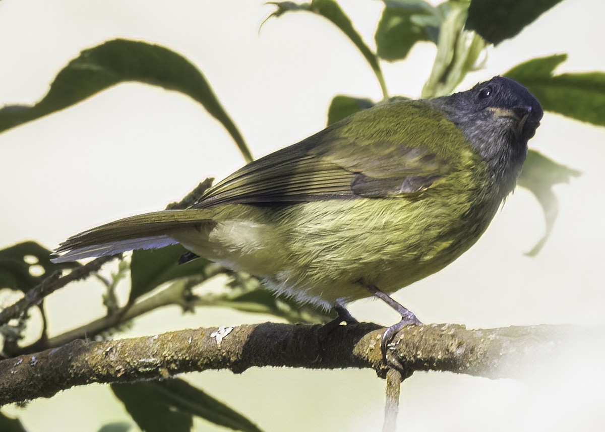 Тиранчик-мухолюб гострокрилий - ML647003291