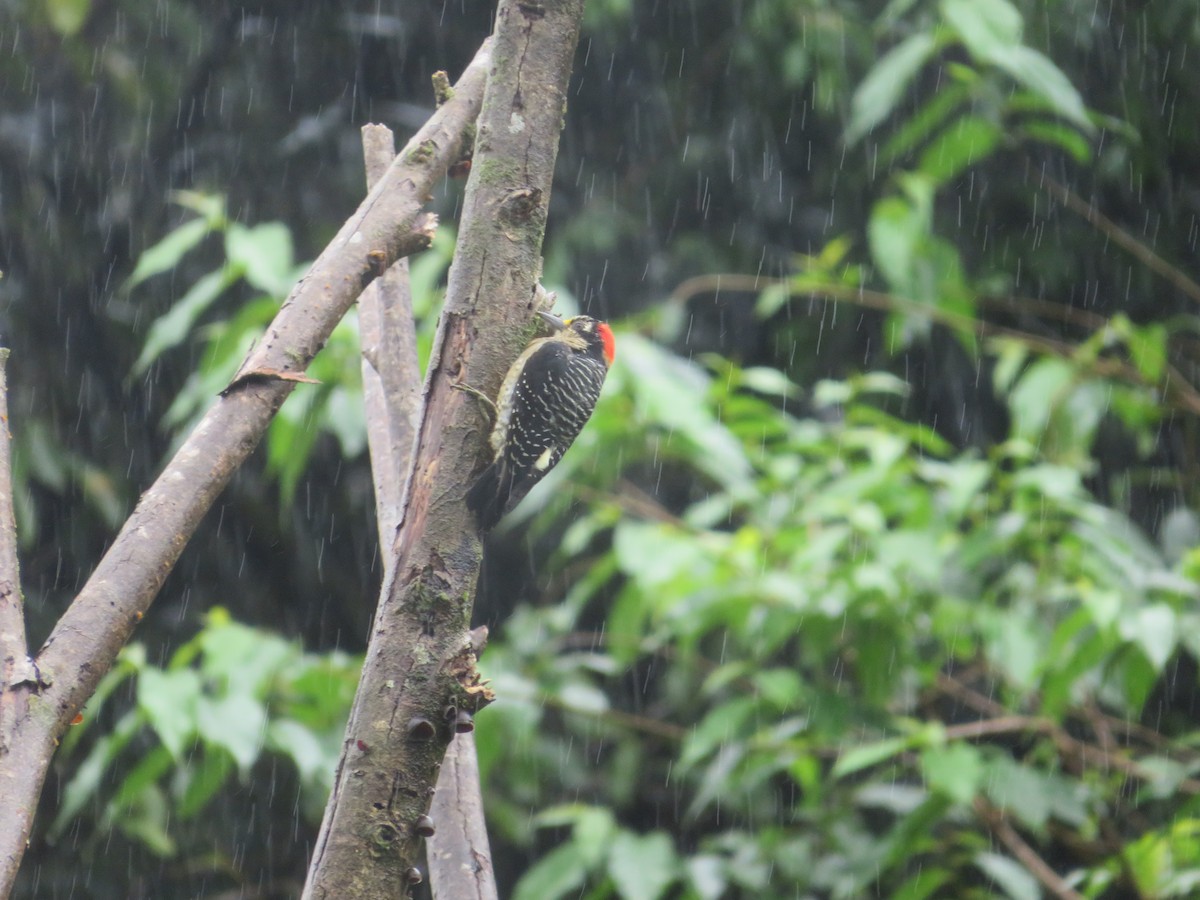 Carpintero Centroamericano - ML647003292