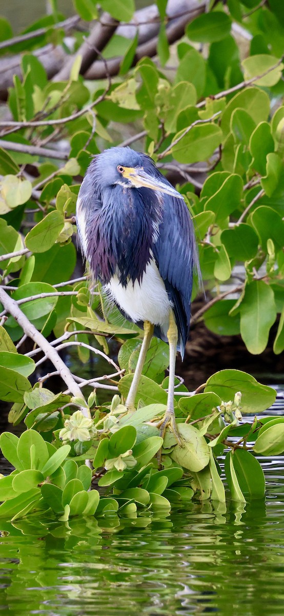 サンショクサギ - ML647003293