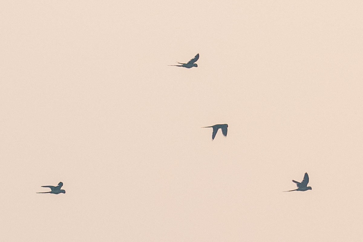 Rose-ringed Parakeet - ML647003294