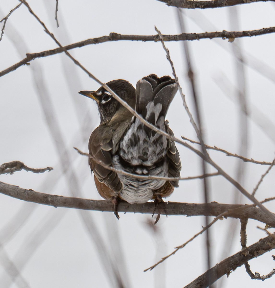American Robin - ML647003296